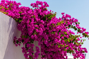 Bougainvillea G Magnifica Traillii